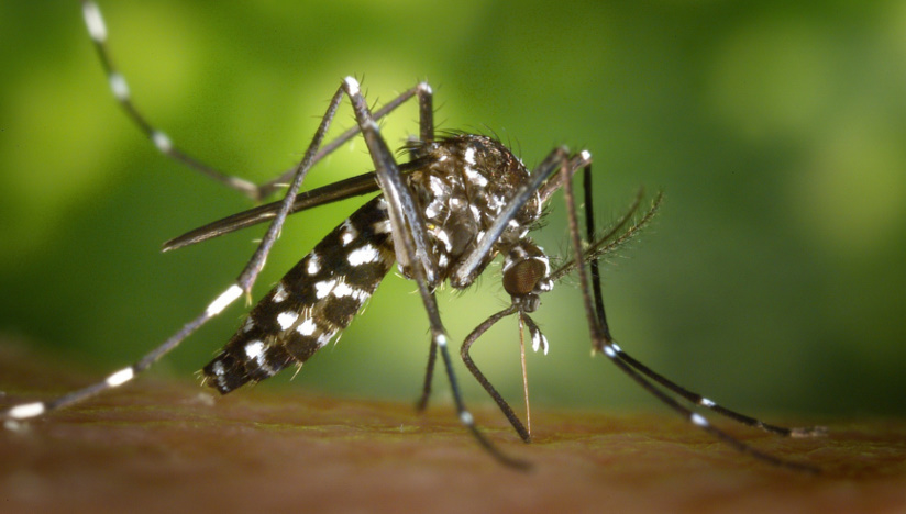 Amb l'arribada de l'estiu, cal tenir precaució amb els mosquits