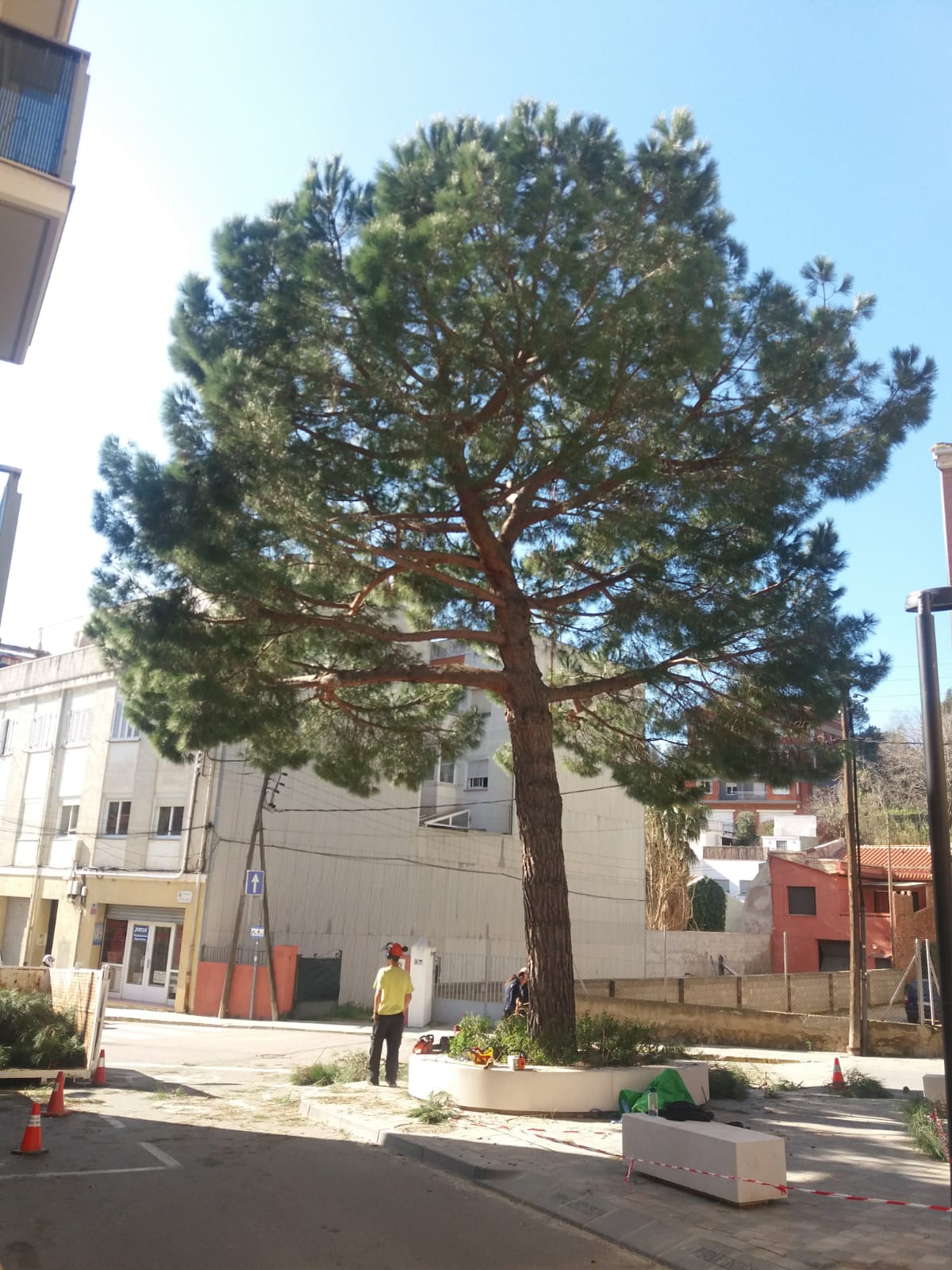 Es poden alguns arbres del poble per evitar caigudes de branques